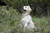 GOLDEN RETRIEVER 753
